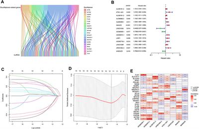 A disulfidptosis-related lncRNA prognostic model to predict survival and response to immunotherapy in lung adenocarcinoma